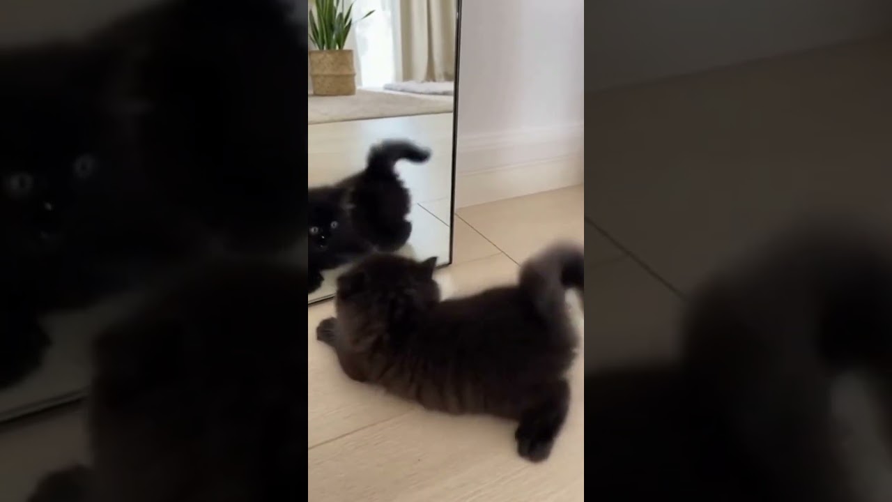 Who is that handsome kitten in the mirror?! 🤔 #kitten #aww #catwonder