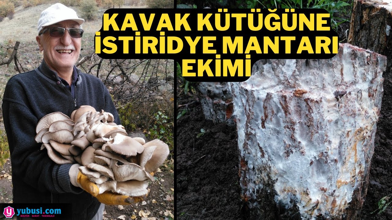 Kavak Kütüğüne İstiridye Mantarı Ekimi Nasıl Yapılır ?