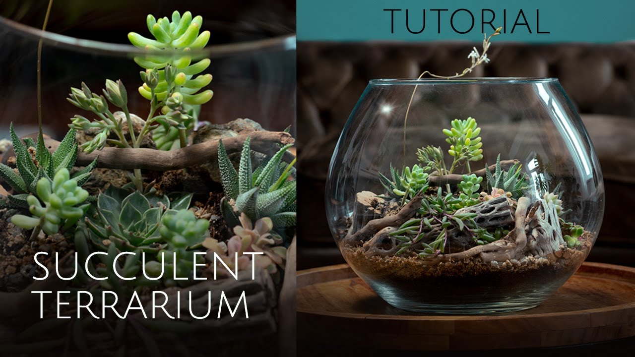 Step-by-Step Succulent Terrarium Setup in a Glass Bowl | DIY Terrarium Tutorial