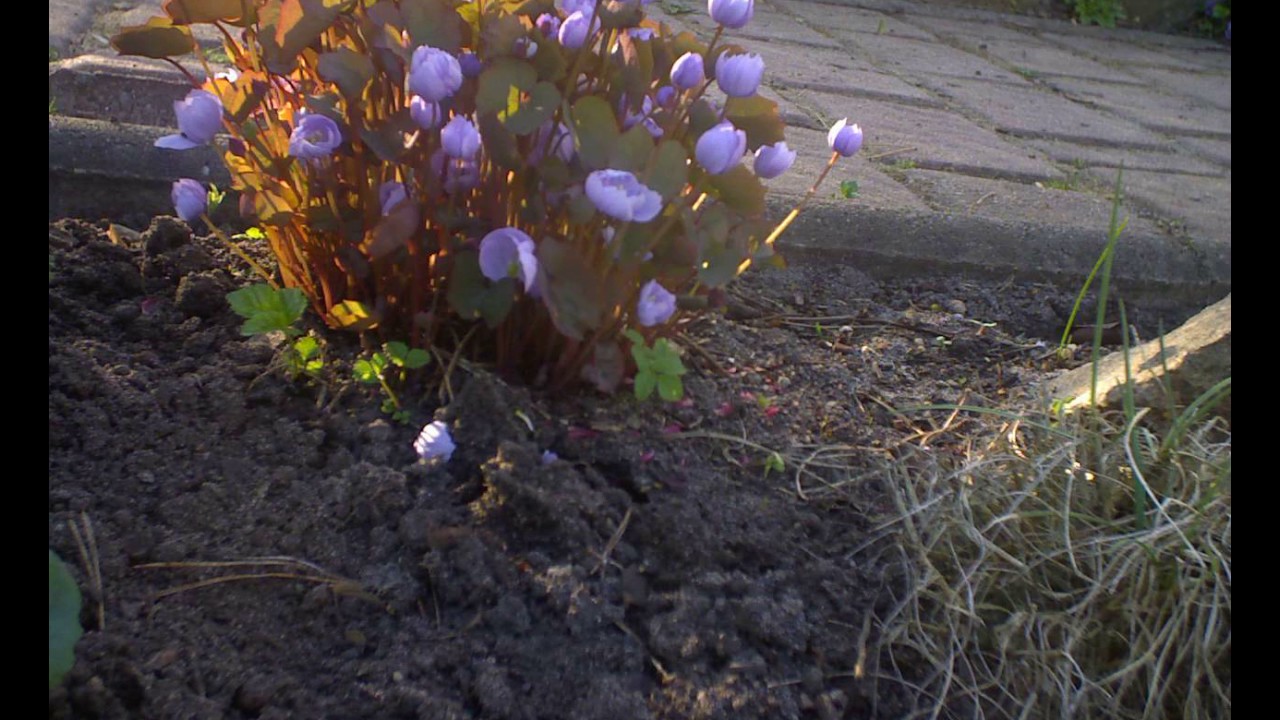 Bl&uuml;te Jeffersonia dubia