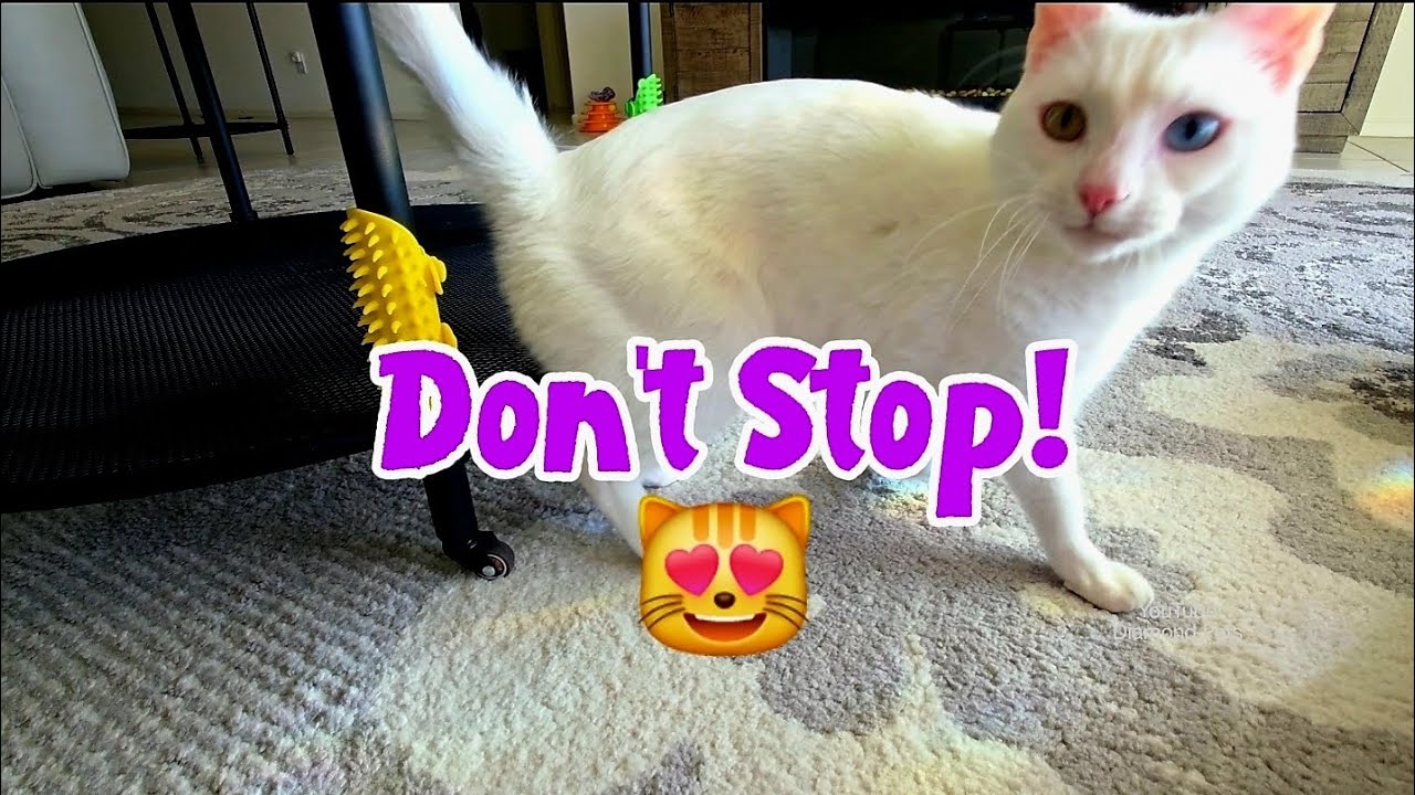 Don't Stop 😻 