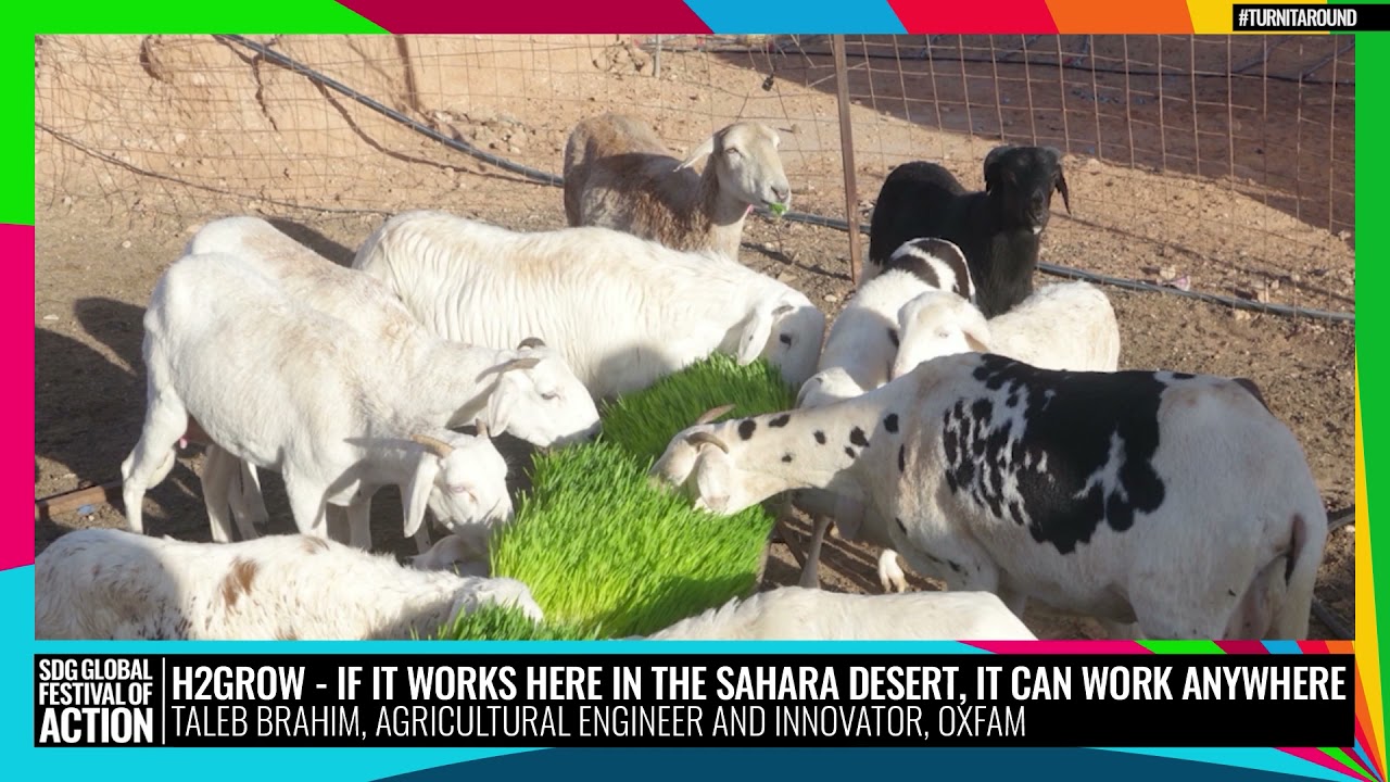 H2Grow - If it works here in the Sahara desert, it can work anywhere