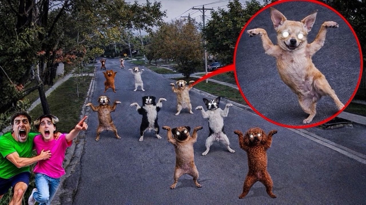 SE VEDI I TUOI CANI BALLARE PER STRADA…SCAPPA SUBITO! 😱