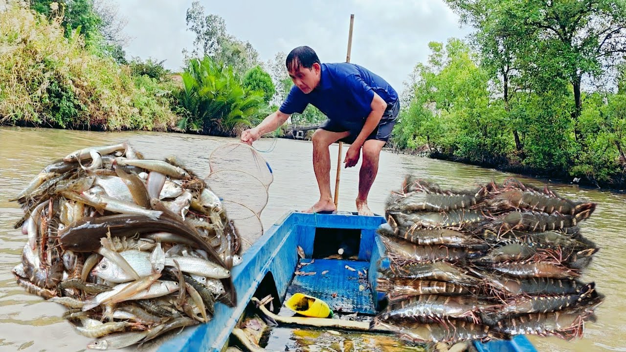 Đổ Lú Dưới sông Chạy Cá Và Tôm Sú Quá Nhiều 
