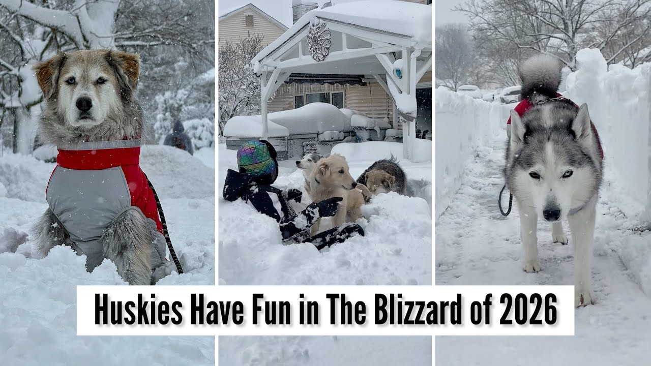 Huskies Having Fun In The Blizzard of 2026
