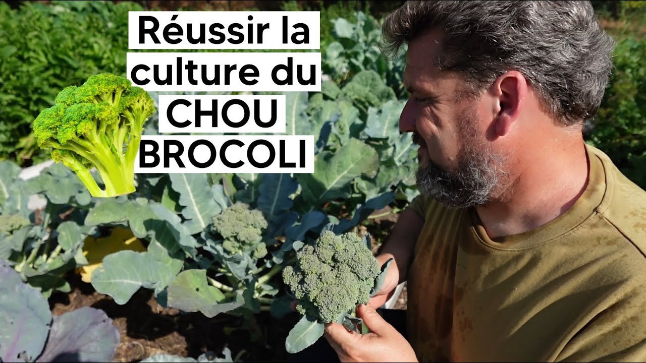 Comment réussir la culture du CHOU BROCOLI『TUTO』