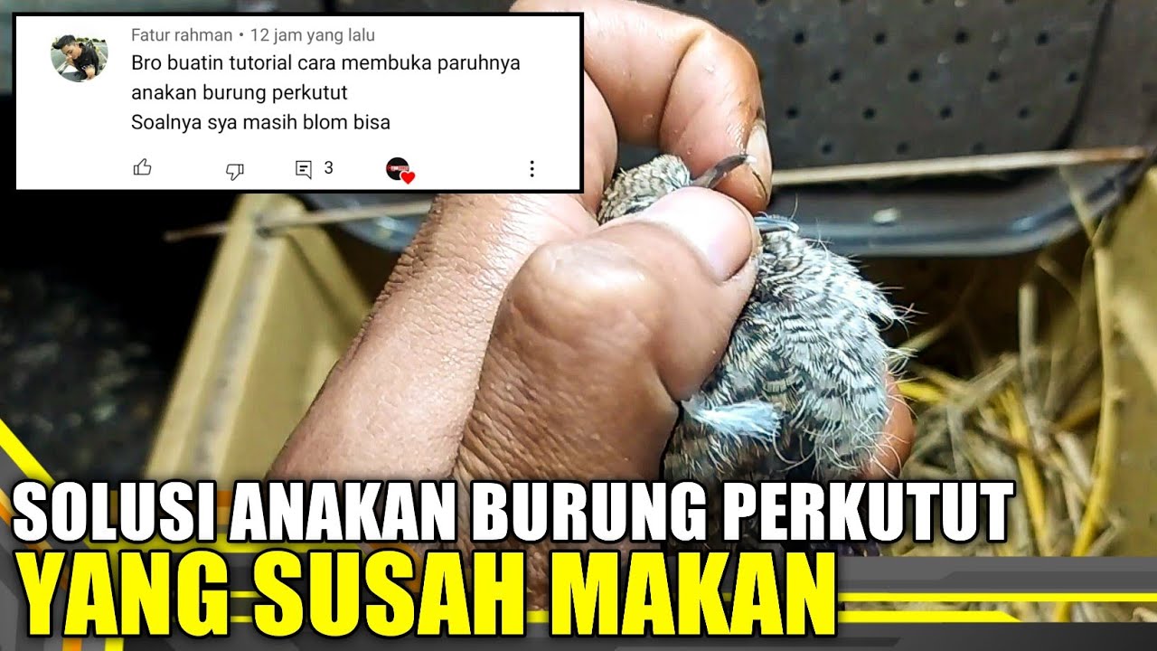 Cara Meloloh Anakan Burung Perkutut/Tekukur Yang Baru Dapat Dari Sarang