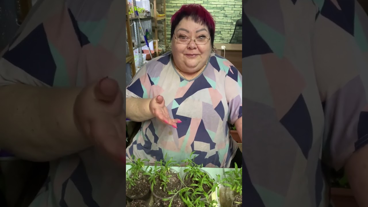 АЛИССУМ СНОУ ПРИНЦЕСС  ВЫРАЩИВАНИЕ, ЧЕРЕНКОВАНИЕ