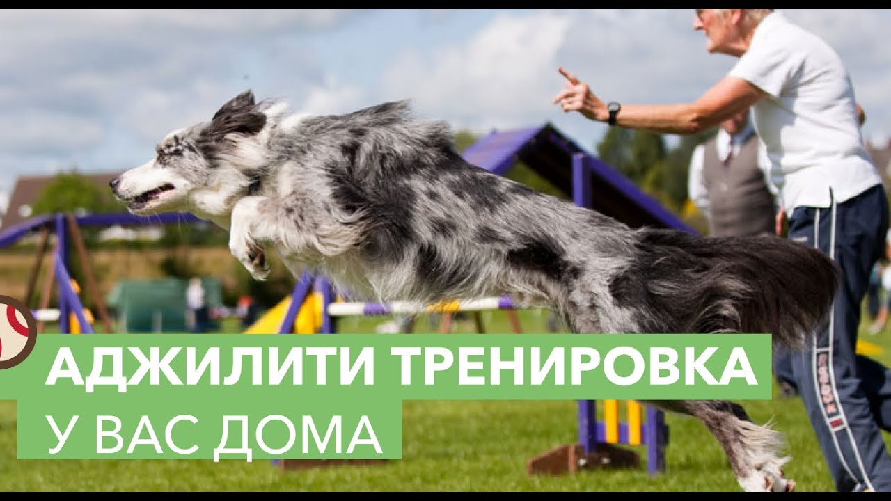 Аджилити соревнования для собак. Как провести аджилити тренировку?