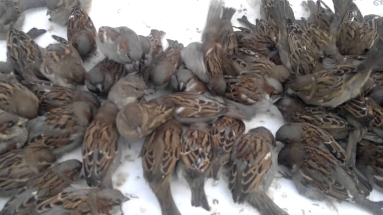 Павлодар мои любимые воробьи!