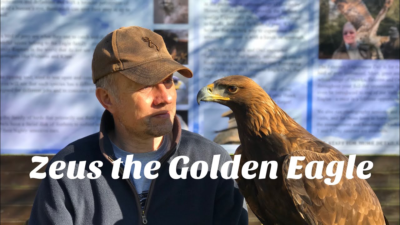 Golden Eagle, Zeus