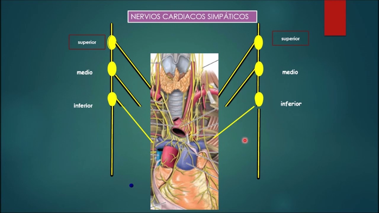 PLEXOS CARDIACOS PROF. DR. MARCELINO BRÍTEZ CABRERA