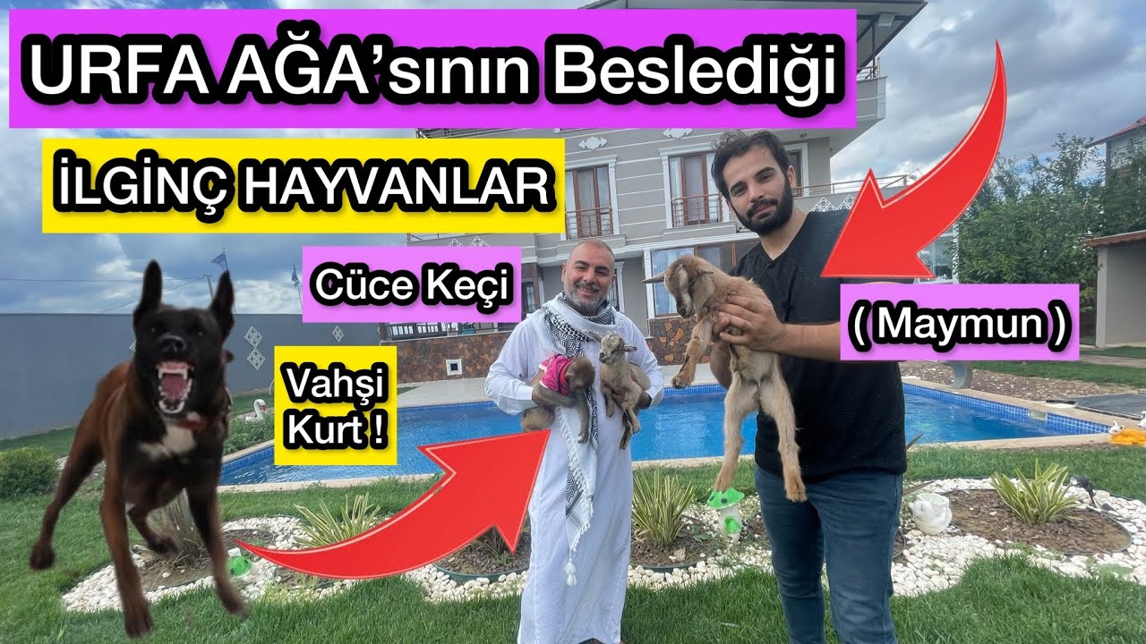 URFA AĞASININ BESLEDİĞİ HAYVANLAR - Kenan Ağa'nın Çiftliği ( Kenan Beg )