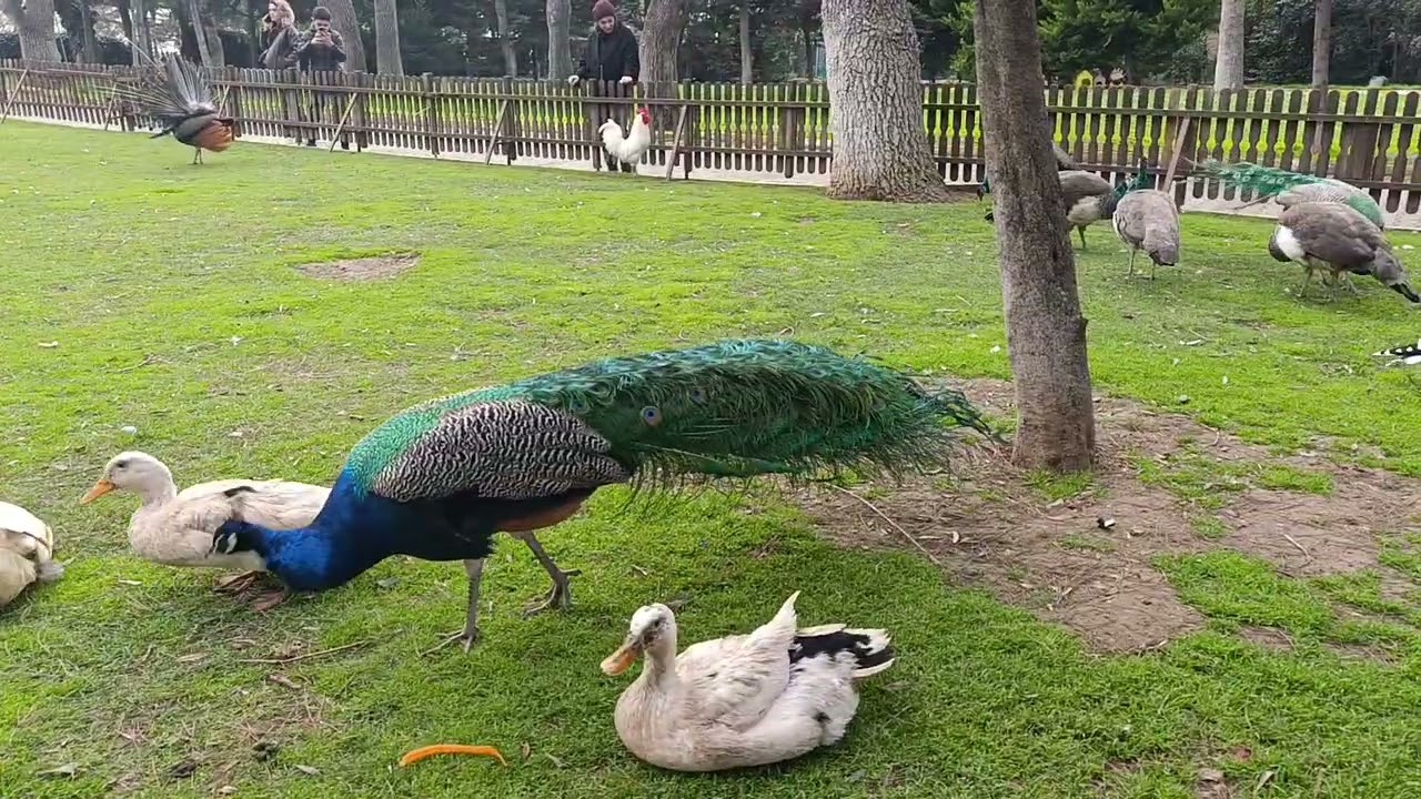 Parka geldikten sonra böyle bir hayvanat bahçesi gördük🐦🦜🐈🐣🐤🐥