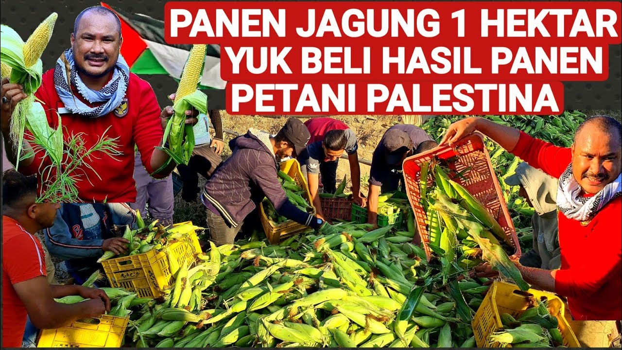 PANEN JAGUNG 1 HEKTAR, YUK BELI HASIL PANEN PETANI PALESTINA‼️
