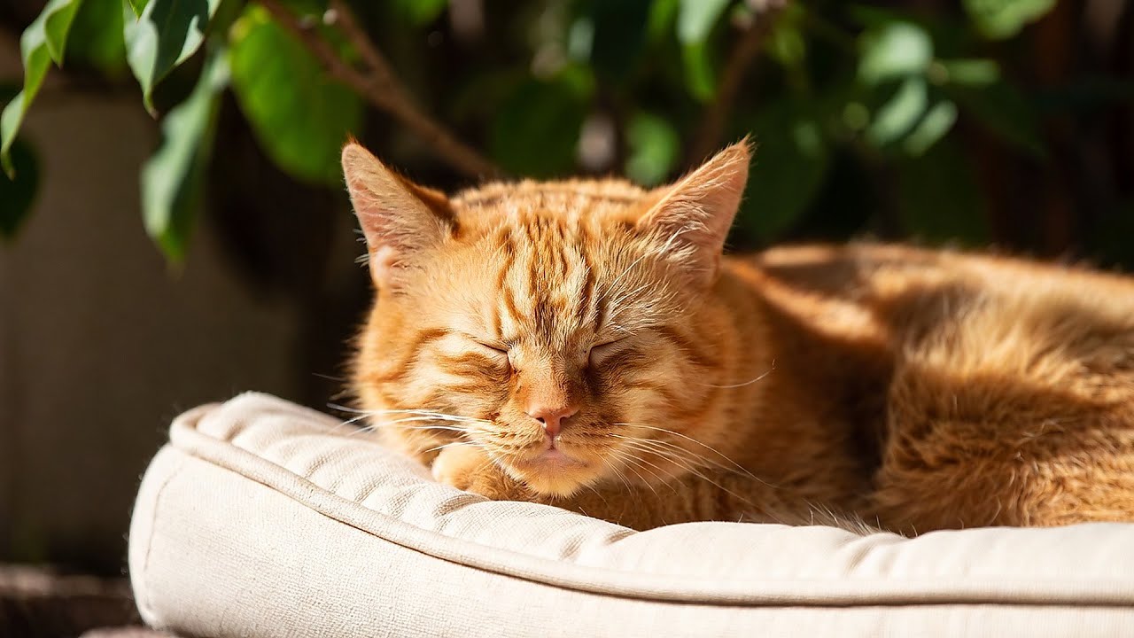 LIVE Cozy Kitten Nap Video for Deep Relaxation 😴 | Season 8