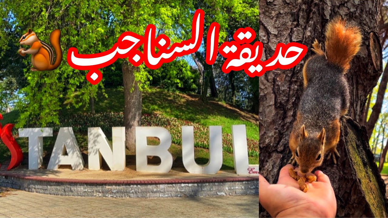 أجمل وأكبر حديقة مجانية بإسطنبول🇹🇷مهرجان التوليب وتجربة إطعام السناجب 🐿️Emirgan Korusu-🌷Tulip