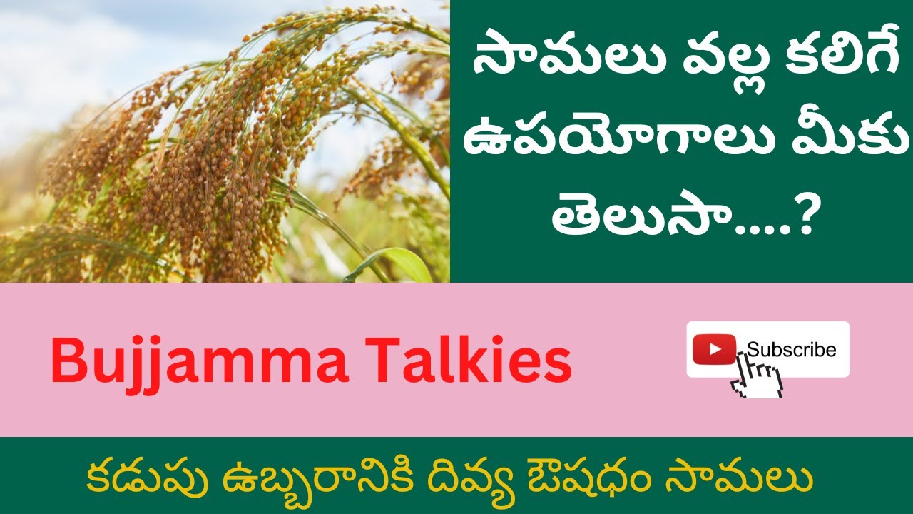 Little Millet - Samalu Health Benefits in Telugu సామలు ఇచ్చే ఆరోగ్య ప్రయోజనాలు