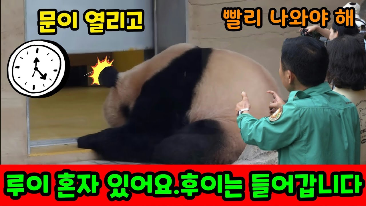 에버랜드 판다월드💢2026년 3월 13일 문이 열리고 후이는 들어갑니다. 루이 혼자 있어요
