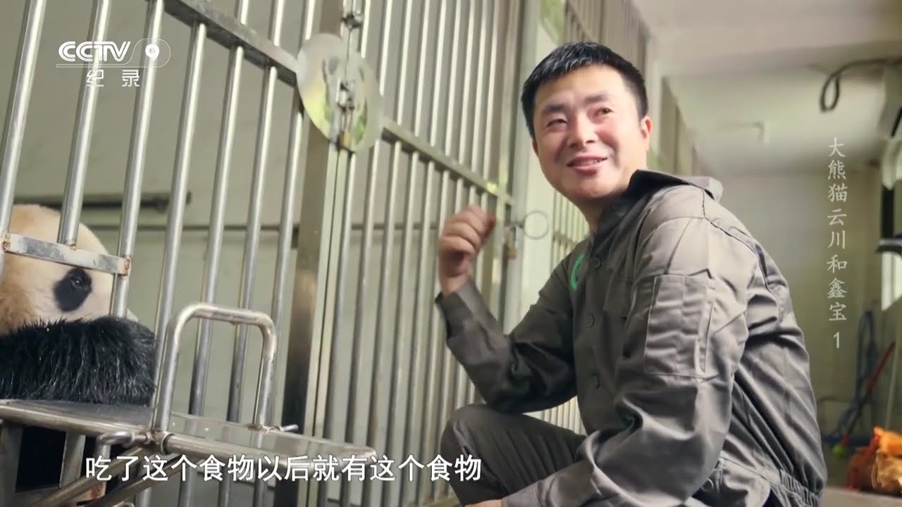 大熊猫云川干饭现场直击！躺着吃笋笋是它的必杀技！《🐼大熊猫云川和鑫宝》01【CCTV纪录】