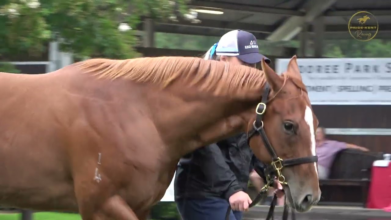 2026 Inglis Classic Ole Kirk x Oh Say Filly