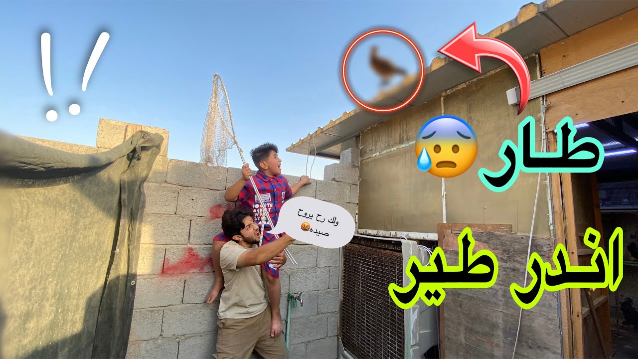طار اندر طير😭💔