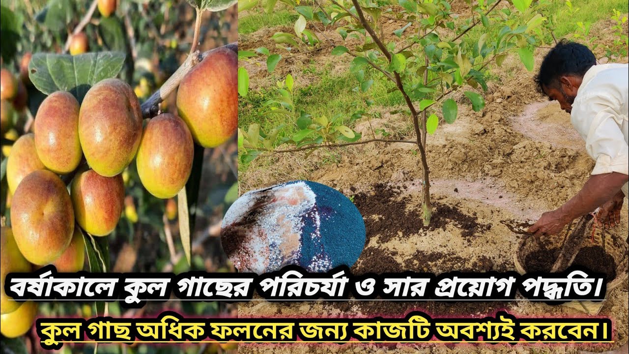 বর্ষাকালে কুল গাছের পরিচর্যা ও সার প্রয়োগ পদ্ধতি। দ্বিতীয় বছরের কুল গাছ #agriculture #স্বপ্নচূড়া