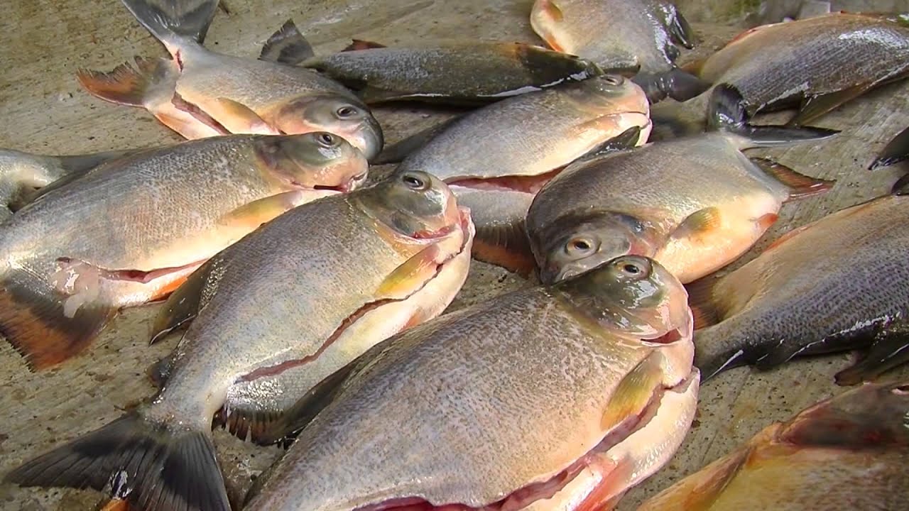 General Aspects of Cachama Fish- TvAgro por Juan Gonzalo Angel