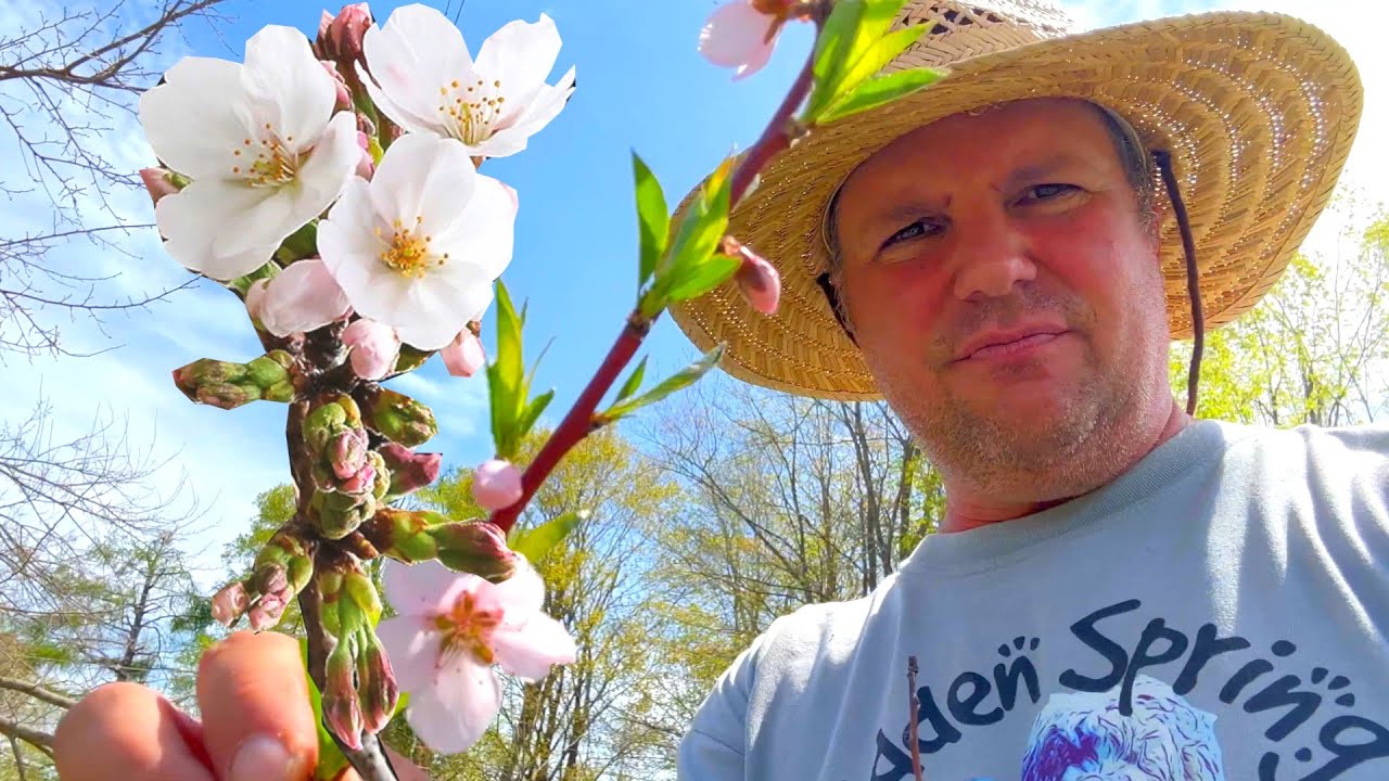 Spring in the Orchard - Pruning & Maintenance