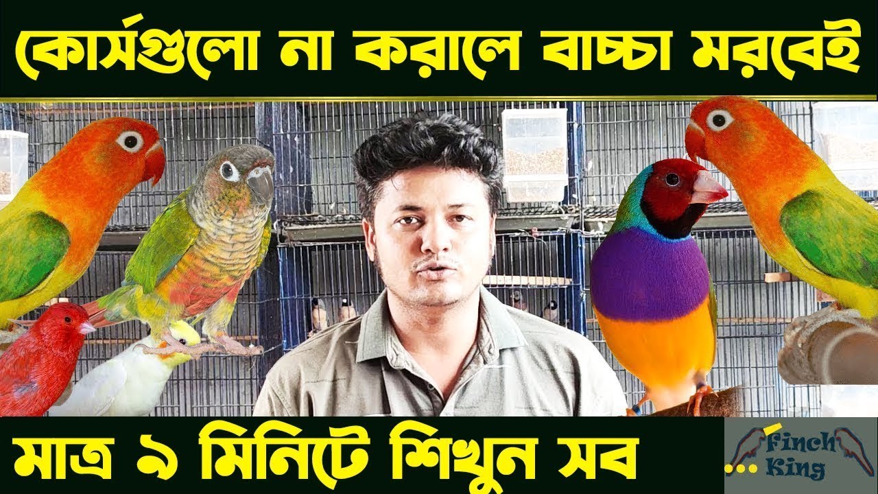 পাখির ব্রিডিং কোর্স করানোর আগে যে ৩ টি কোর্স করানো অবশ্যই উচিৎ