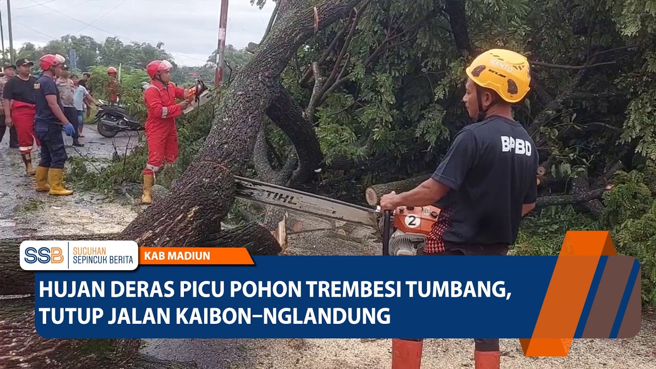 KAB. MADIUN - Hujan Deras Picu Pohon Trembesi Tumbang, Tutup Jalan Kaibon–Nglandung