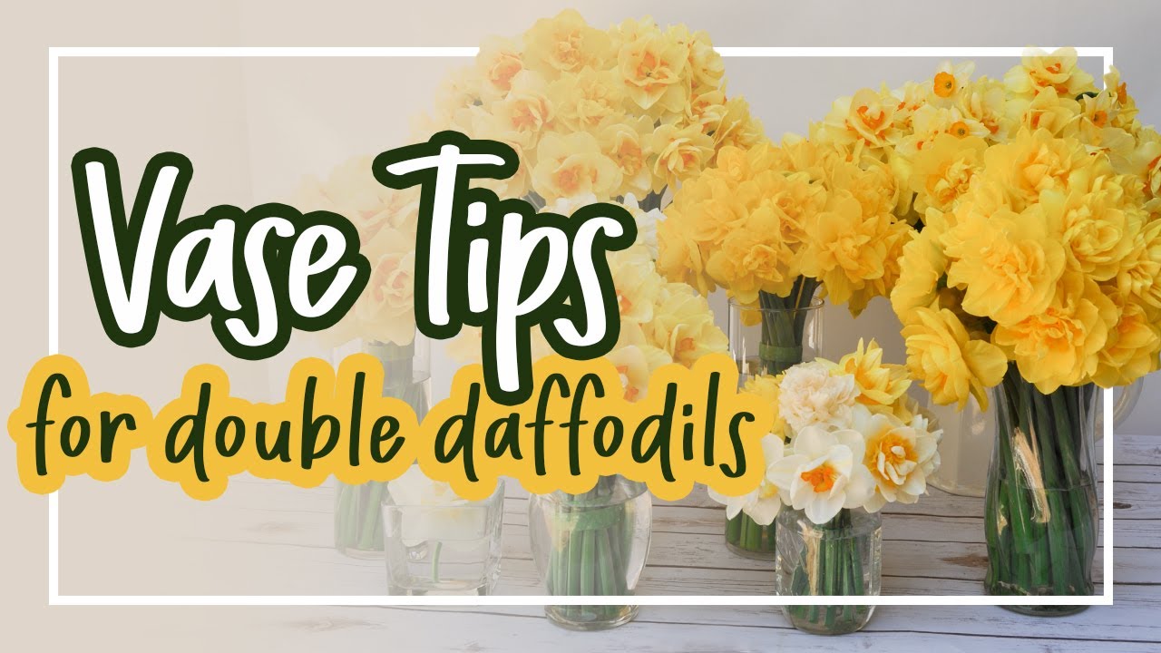 How To Maximize Your Daffodil Vase Life