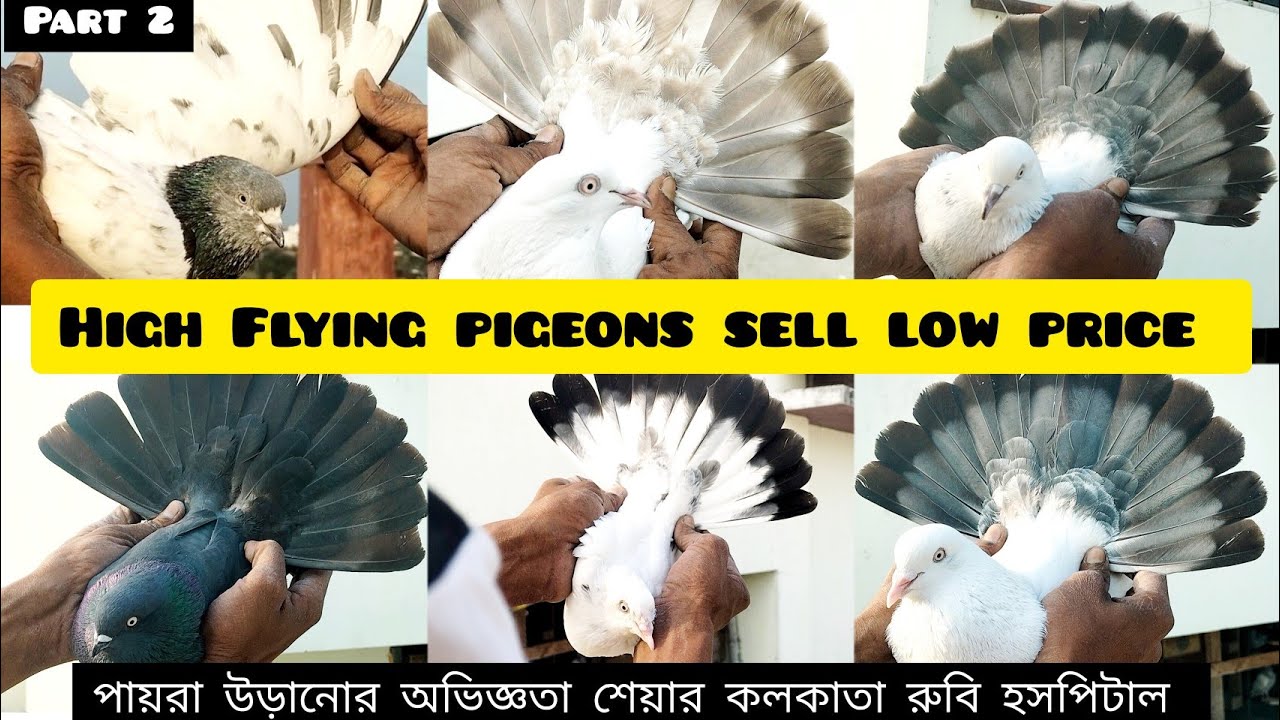 part2 high flying pigeons sell low prices of purno halder ৩৫  বছরের অভিজ্ঞতা শেয়ার Rubi hospital 🏥