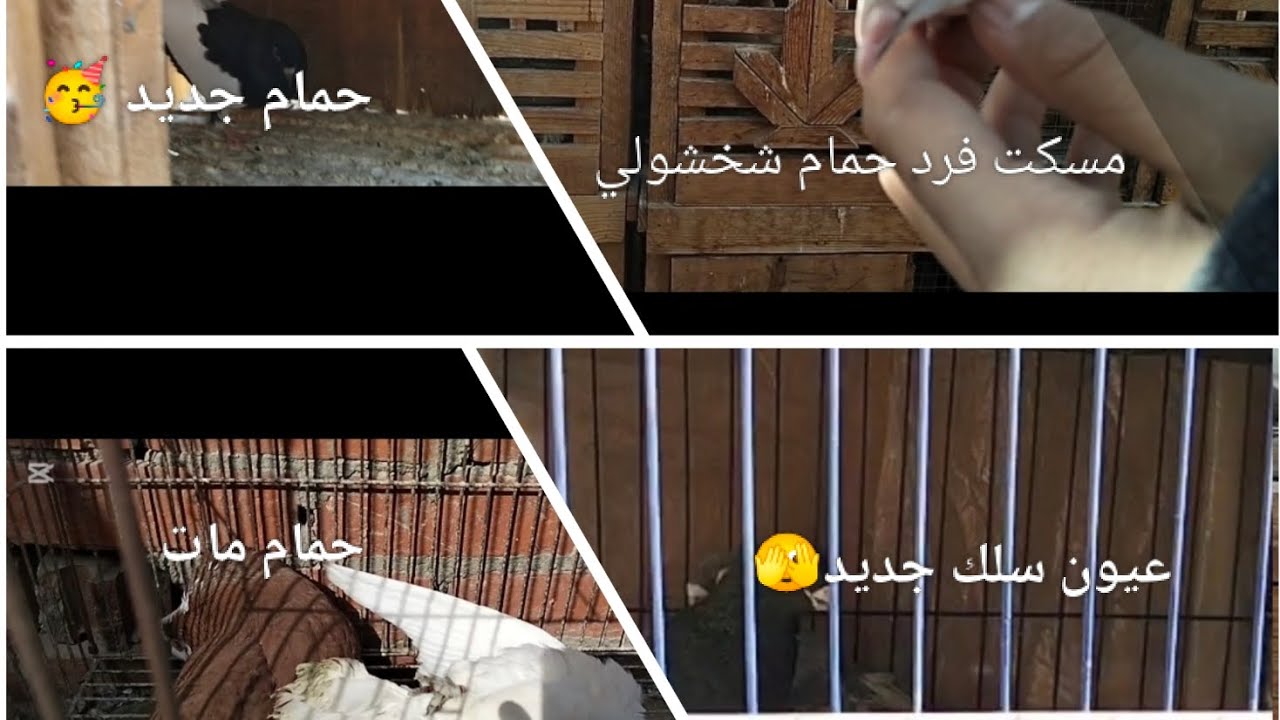 العوده من بعد غياب طويل 🫣 جبت حمام جديد 🥳 جبت عيون سلك جديد 🥳 ومسكت فرد حمام شخشولي 🕊️(2)