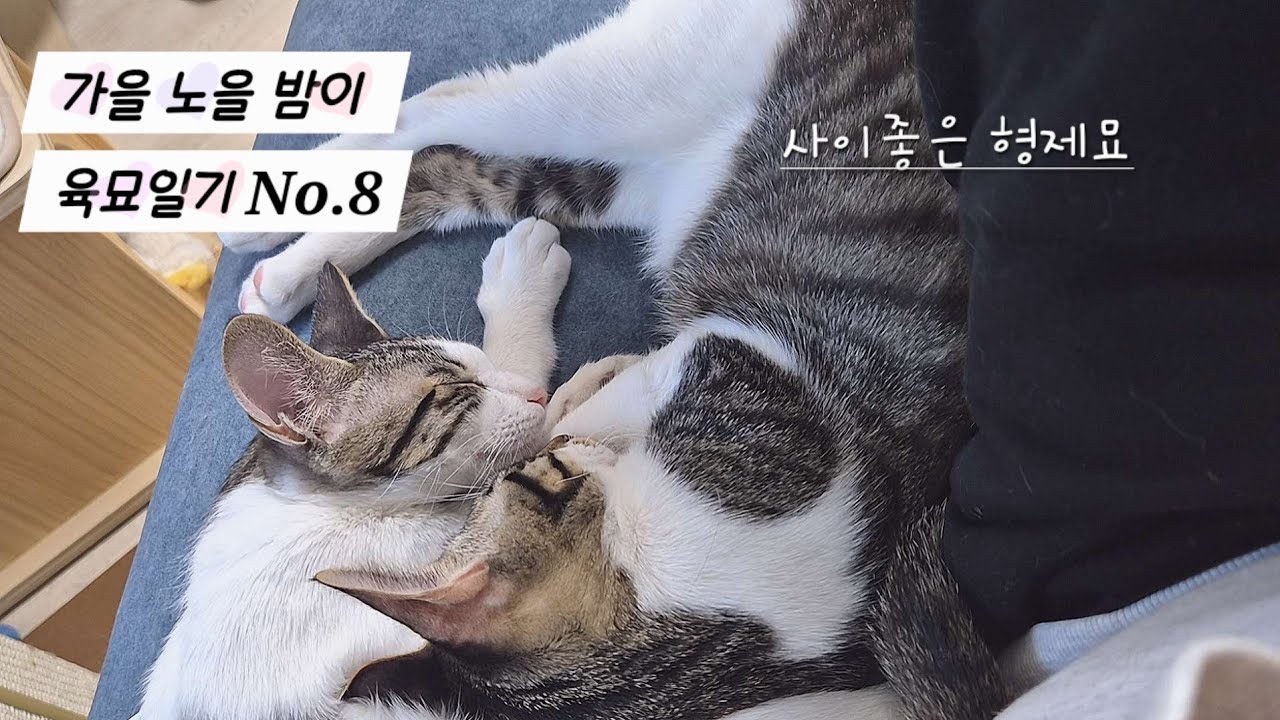 가을 노을 밤이 육묘일기 NO.8_중성화편