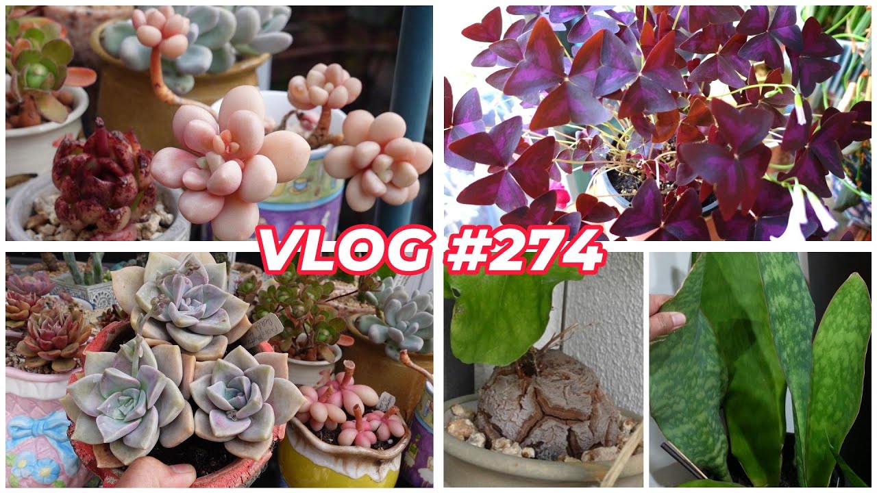 THINGS TO DO For The Love Of Succulents | VLOG #274 - Growing Succulents with LizK