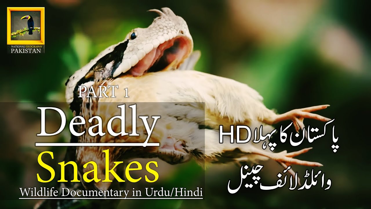 Deadly Snakes Africa Wildlife Documentary In Urdu/Hindi Part 1 #discoverpakistan #discovery #netgeo
