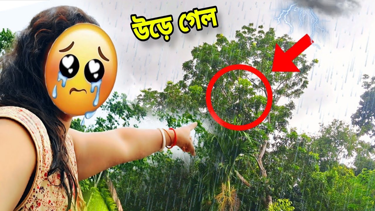 নতুন লোটোন কবুতরটা ঝড় বৃষ্টির মধ্যে উড়ে গেল😭😭 ||My Birds Caloni Vlog-#petsvlog #birdsvlog #newvlog