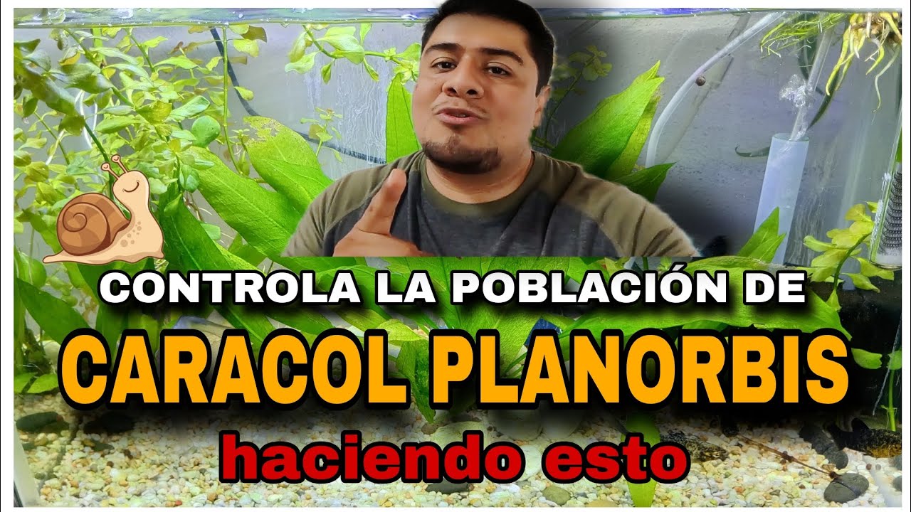 CONTROLA LA POBLACIÓN DE CARACOL PLANORBIS haciendo esto | 