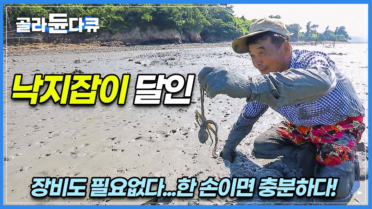 갯벌 낙지잡이 달인의 사냥법│여름철 섬사람들만 먹는다는 특별한 낙지로 담근 김치│농게와 낙지│세발낙지│한국기행│#골라듄다큐