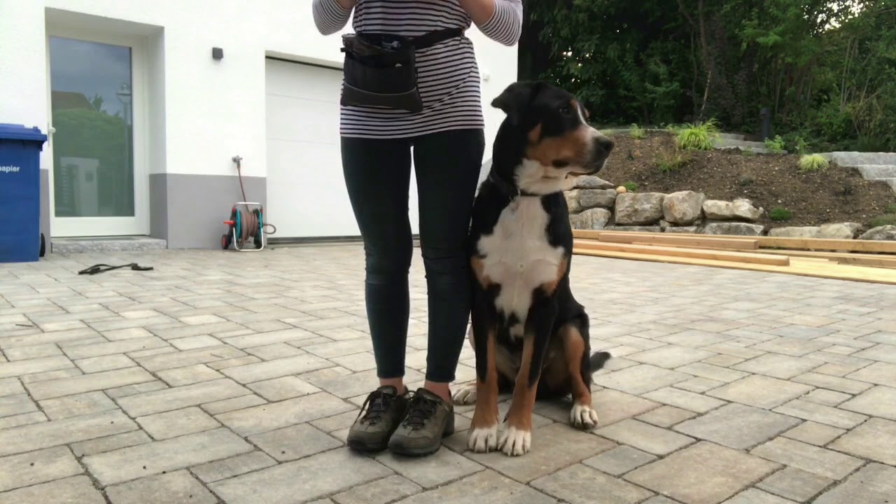 Grosser Schweizer Sennenhund Attila