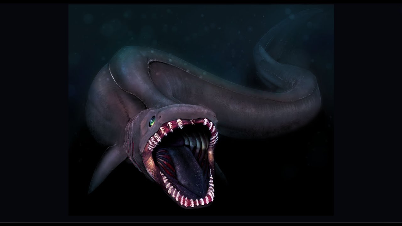 The Shark with a 3.5 Year Pregnancy!