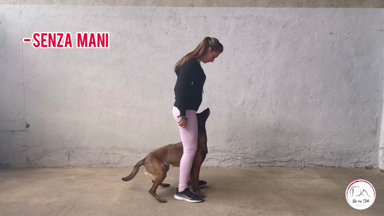 Sui miei piedi - come insegnare al mio cane a camminare sotto di me con le zampe sui piedi #dogtrick