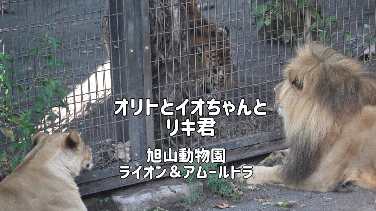 旭山動物園　オリトとイオちゃんとリキ君の関係　ライオン＆アムールトラ