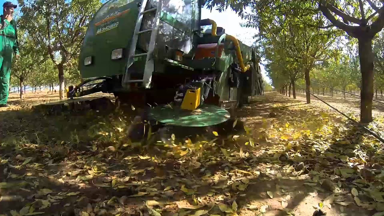 recolectora monchiero 20125 almendras