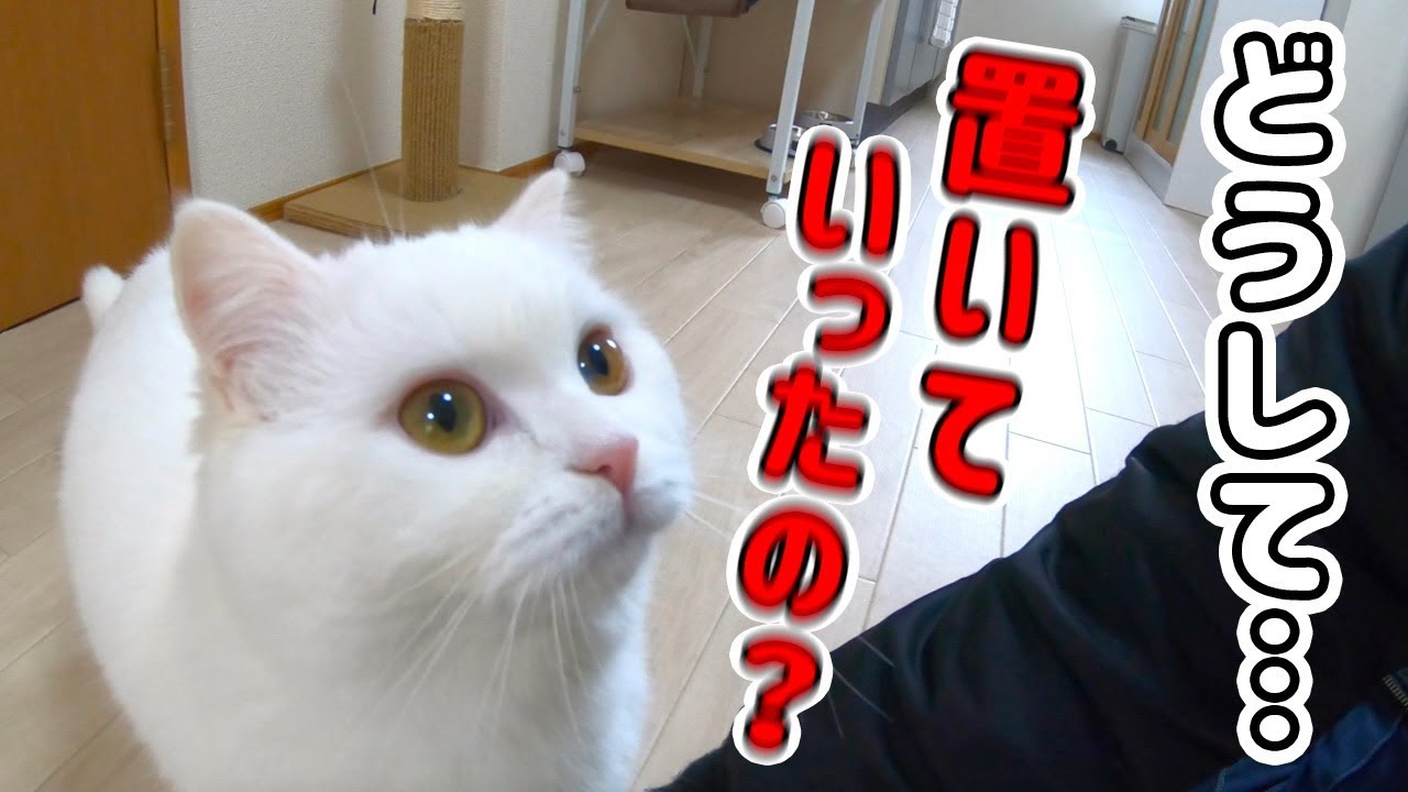 １週間ぶりに飼い主と再会を果たした猫の反応がこちら！感動の再会に…なるはずだった!!!
