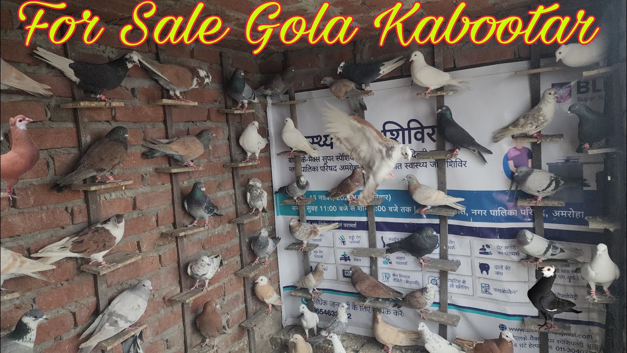 गर्दान लड़ते दौड़ते हुए 90 कबूतर।Gardaan kabootar for sale Amroha. Haji Ahsan bhai  6396587843