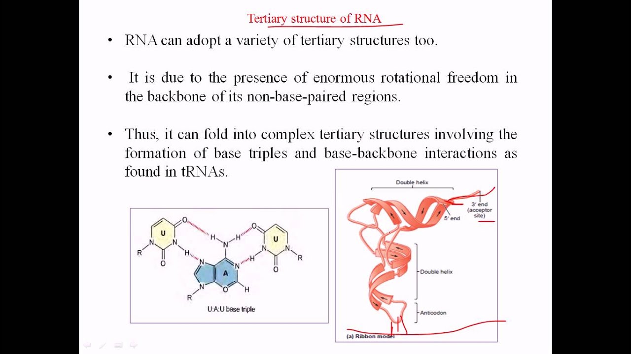 RNA structure - tertiary structure
