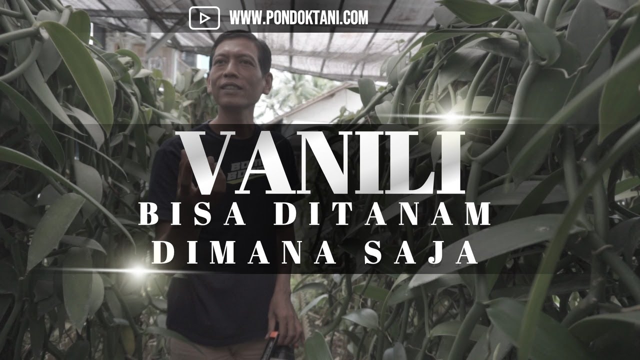 Panduan Langkah Langkah Budidaya Vanili di Halaman Rumah