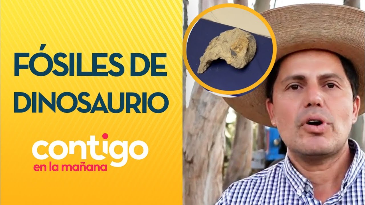 IMPUTADOS por encontrar fósiles de dinosaurios - Contigo en la Mañana